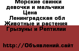 Морские свинки девочки и мальчики  › Цена ­ 900 - Ленинградская обл. Животные и растения » Грызуны и Рептилии   